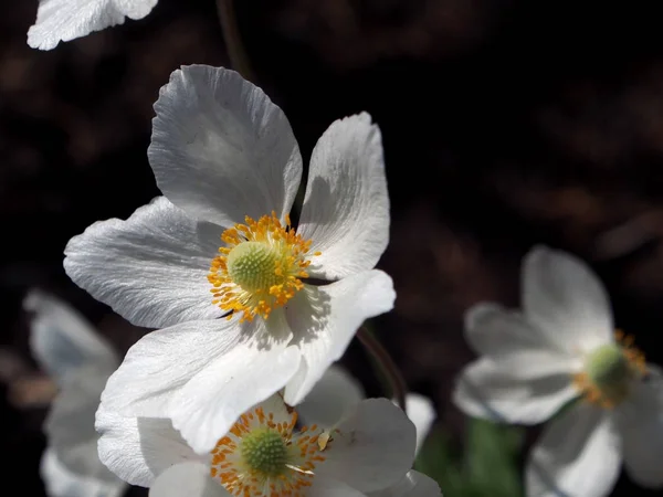 Weiße Anemonenblüte mit lateinischem Namen anemone nemorosa — Stockfoto