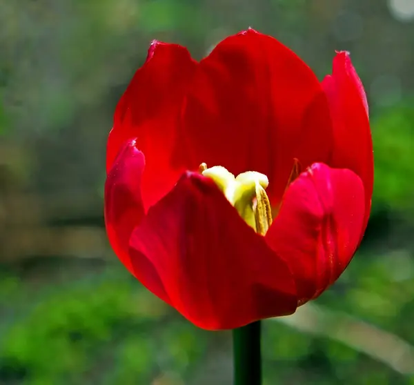 Яскраво-червоний весняний тюльпан розквіт — стокове фото