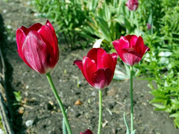 Parlak kırmızı bahar laleler çiçek açtı — Stok fotoğraf