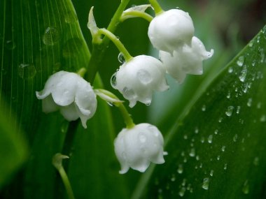 Lily yağmur damlaları, dar bir odak alanı, makro ile yağmurda bir açıklıkta vadi çiçekleri