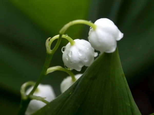 Lily of the valley flowers in a clearing in the rain with raindrops, a narrow focus area, macro — Stock Photo, Image