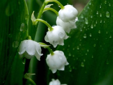 Lily yağmur damlaları, dar bir odak alanı, makro ile yağmurda bir açıklıkta vadi çiçekleri
