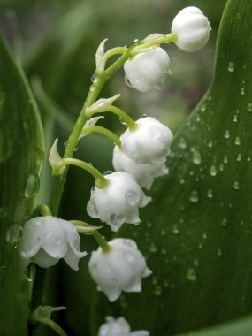 Lily yağmur damlaları, dar bir odak alanı, makro ile yağmurda bir açıklıkta vadi çiçekleri