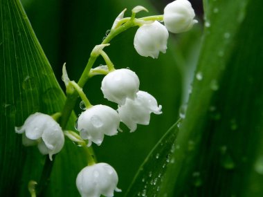 Lily yağmur damlaları, dar bir odak alanı, makro ile yağmurda bir açıklıkta vadi çiçekleri