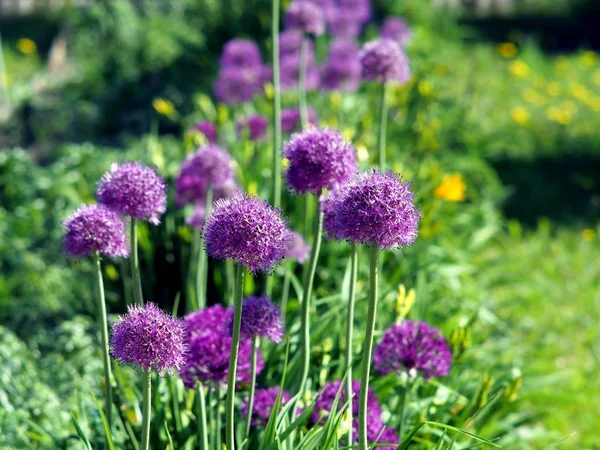 Lilas brillant floraison aflatuni oignon Nom latin Allium aflatunense — Photo