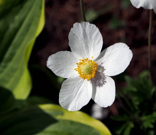 White anemone flower with Latin name Anemone nemorosa — Stock Photo, Image