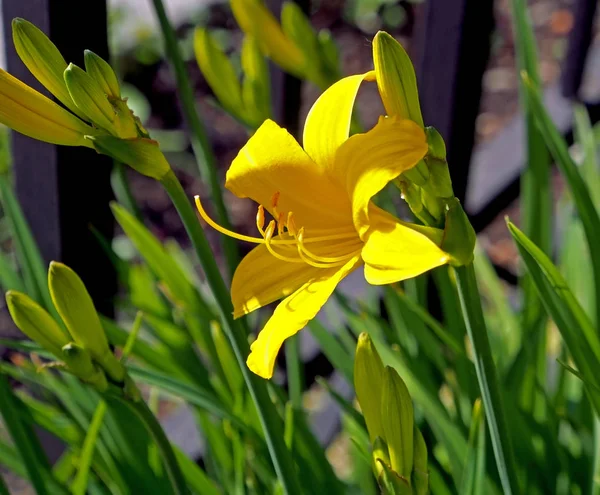 В саду расцвела светло-желтая Лили — стоковое фото