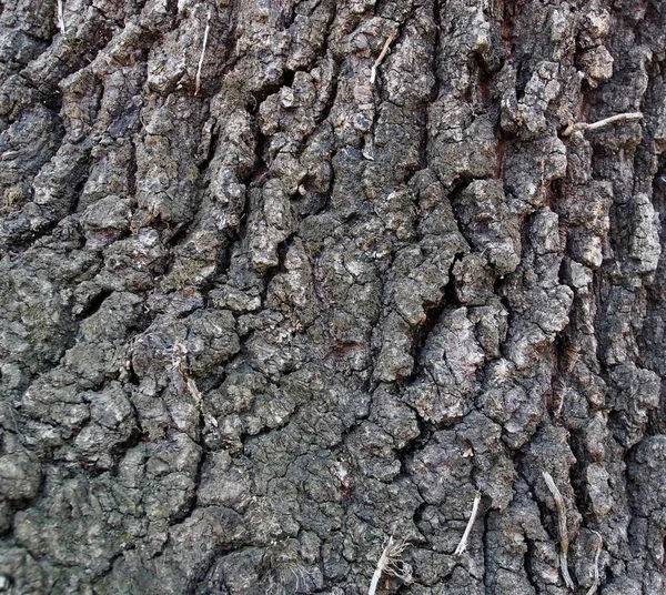 Texture de l'écorce de chêne illuminée par le soleil du jour — Photo