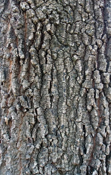 Texture de l'écorce de chêne illuminée par le soleil du jour — Photo