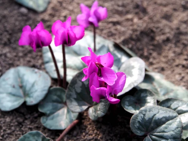 Cyclamen blossomed on the ground in Georgia — Stock Photo, Image