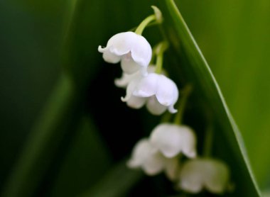 koyu bulanık arka plan üzerinde vadi çiçekleri parlak beyaz Lily