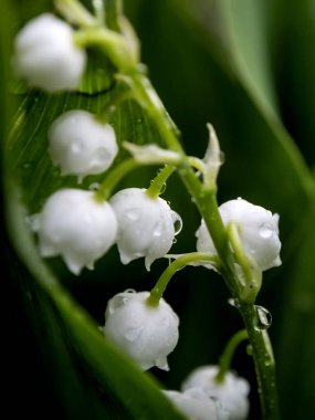 Lily yağmur damlaları, dar bir odak alanı, makro ile yağmurda bir açıklıkta vadi çiçekleri