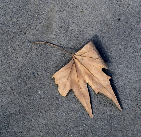 gri asfalt üzerinde bir çınar ağacının kurutulmuş yaprak
