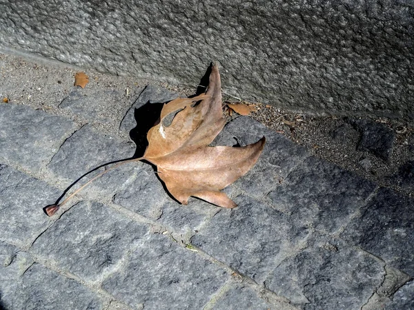 Hoja seca de un árbol de sicomoro sobre el asfalto gris — Foto de Stock