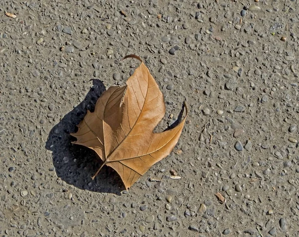 Dried leaf of a sycamore tree on the gray asphalt — Stock Photo, Image