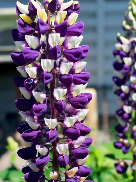Brillante flor púrpura con Lupin blanco en el jardín —  Fotos de Stock