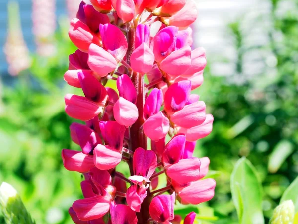 Brillante flor rosa Lupin en el jardín —  Fotos de Stock