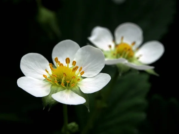 Blommade trädgårds bär Victoria, smalt fokus område — Stockfoto