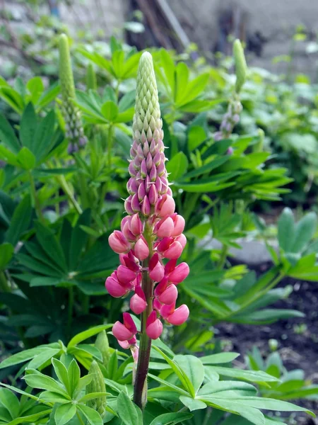 Rosa brilhante florescendo Lupin no jardim — Fotografia de Stock