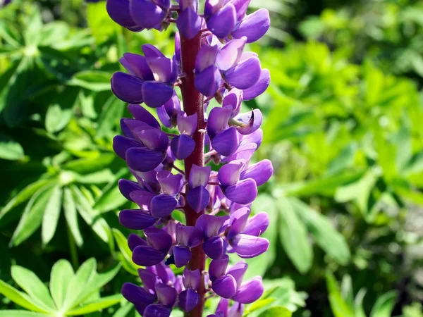 Světlý kvetoucí fialový Lupina v zahradě — Stock fotografie