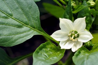 bahçede biber çiçeği