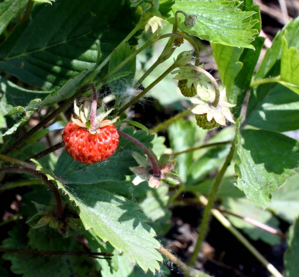 정원에 잘 익은 밝은 레드 딸기 베리 — 스톡 사진