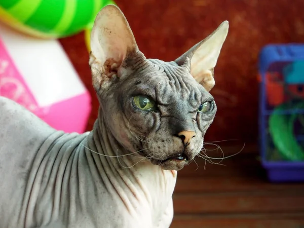 Oude pedigreed kat RAS Don Sphinx — Stockfoto