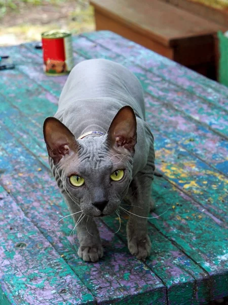 Jeune chat race Sphinx couleur grise regarde le photographe — Photo