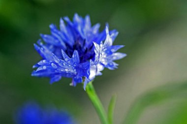 yaprakları üzerinde yağmur damlaları ile cornflower, yumuşak odak