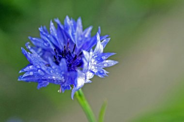 yaprakları üzerinde yağmur damlaları ile cornflower, yumuşak odak