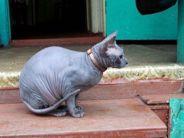 profilde genç kedi Cins Sfenks gri renk fotoğraf