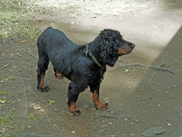 Dog breed Russian hunting Spaniel — Stock Photo, Image