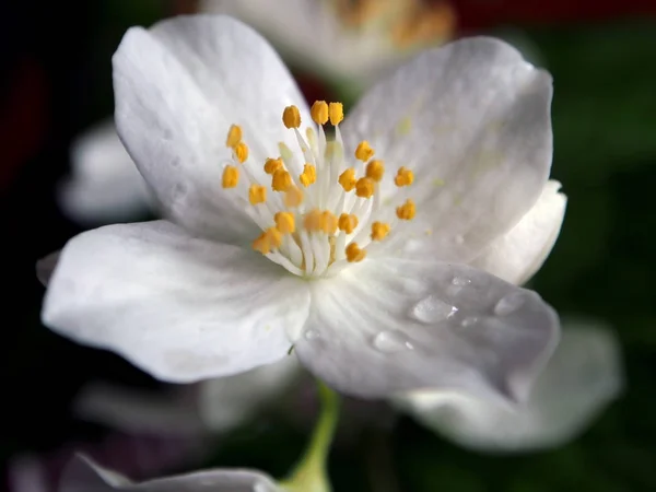 Flores de jasmim em um vaso pequeno, área de foco estreita — Fotografia de Stock