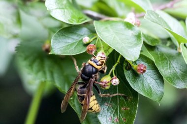 Hornet bir çiçekli çalı nektar toplar