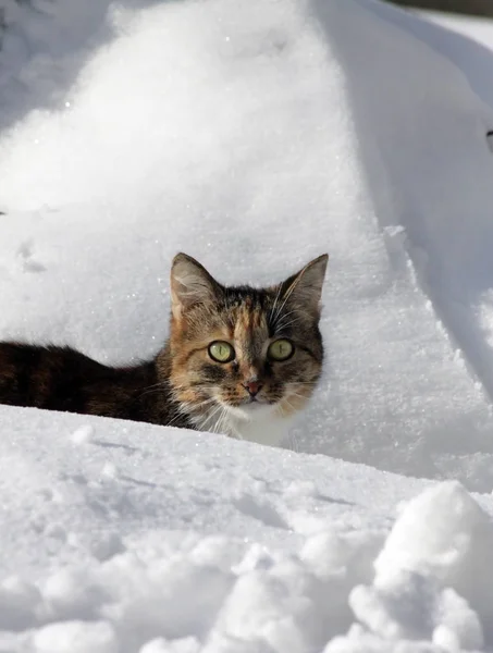 雪のドリフトの間に忍び寄る猫 — ストック写真