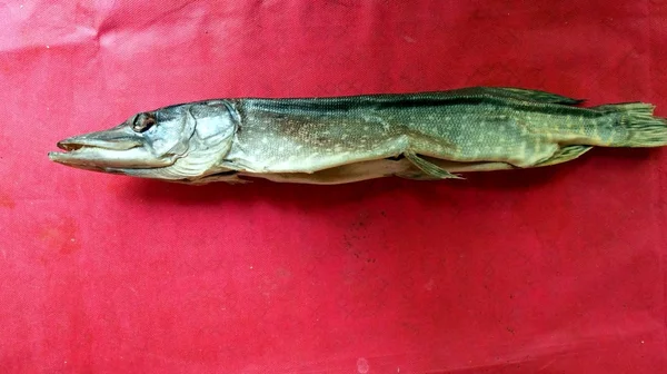 Brochet de lac séché sur la table — Photo