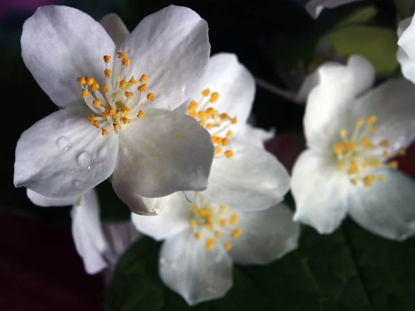 Jasmine flowers in a small vase, narrow focus area — Stock Photo, Image