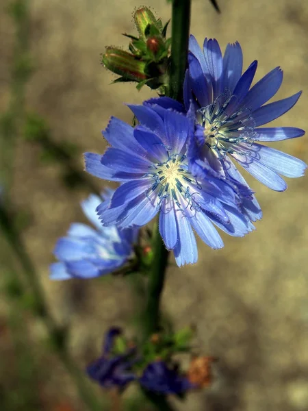 Fleurs bleues de chicorée dans la prairie en été, macro — Photo