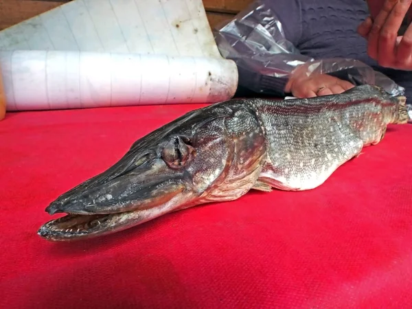 Masada kurutulmuş göl pike — Stok fotoğraf