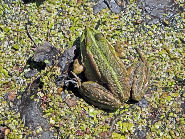 Зеленая лягушка греется на солнце на берегу пруда — стоковое фото