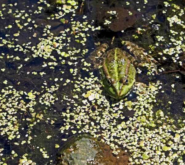 Зеленая лягушка сидит в воде пруда — стоковое фото