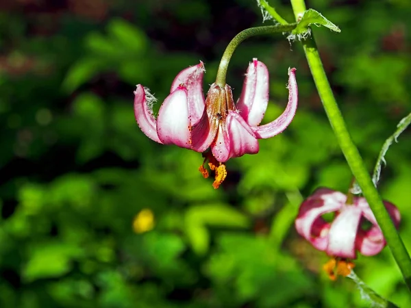 Latince adı Lilium martagon ile güzel mor orman çiçeği, sadece çiçekli, dar odak alanı — Stok fotoğraf