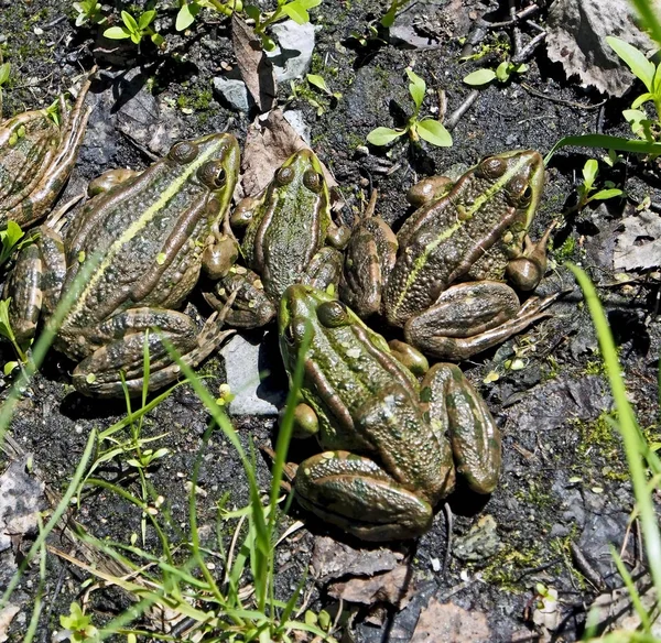 池の岸で太陽を浴びる緑のカエルの家族 — ストック写真