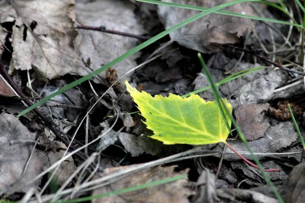 Muito primeira folha de vidoeiro amarela na terra — Fotografia de Stock