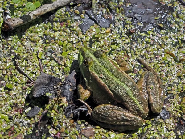 연못의 해안에 태양에 몸을 물고 녹색 개구리 — 스톡 사진