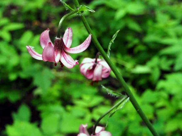 Piękny fioletowy kwiat lasu z łacińską nazwą Lilium martagon, tylko kwitnął, wąski obszar ostrości — Zdjęcie stockowe