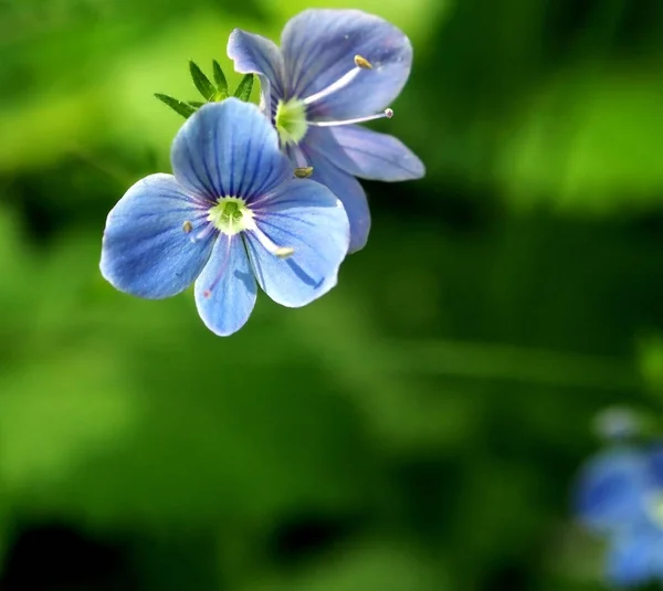 Μικρά μπλε δάση λουλούδια στο φόντο του φυσικού θολού πράσινου — Φωτογραφία Αρχείου