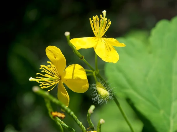 Gul svalört blomma upplyst av solen — Stockfoto