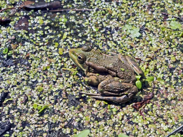 池の岸に太陽の下で緑のカエルのバスケット — ストック写真
