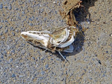 göl, güney Urallar, göl Uvildy üzerinde büyük dişleri ile kurutulmuş kafatası pike